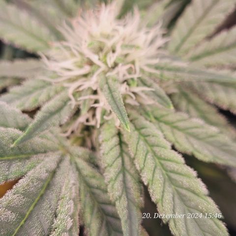 Lockdown Kush 2 Petra  growlog timeline photo