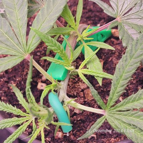 Lockdown Kloni growlog timeline photo