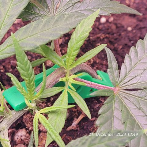 Lockdown Kloni growlog timeline photo