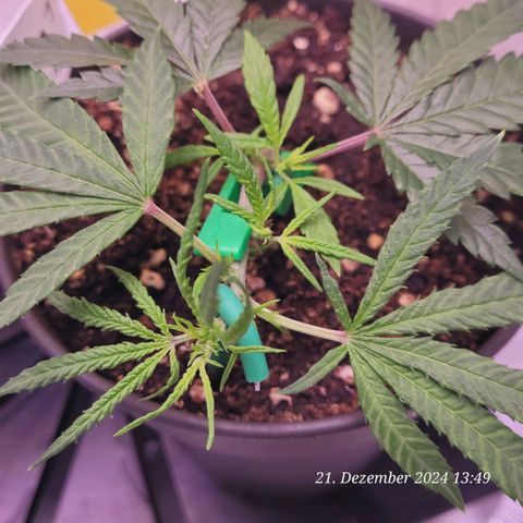 Lockdown Kloni growlog timeline photo