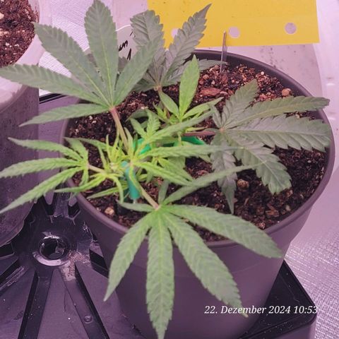 Lockdown Kloni growlog timeline photo