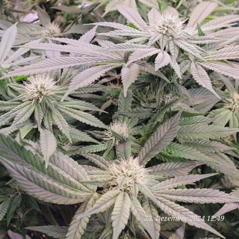 Lockdown Kush 2 Petra  growlog timeline photo