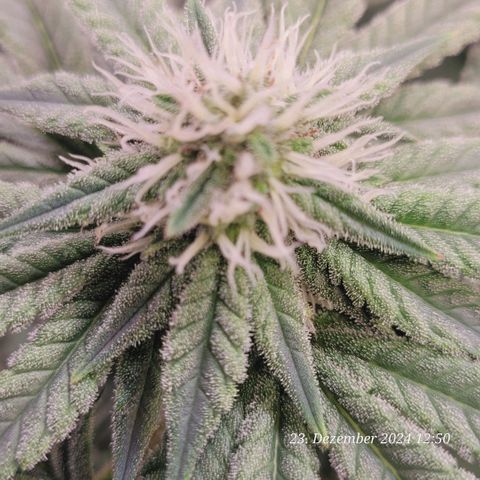 Lockdown Kush 2 Petra  growlog timeline photo