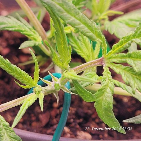 Lockdown Kloni growlog timeline photo