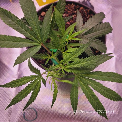 Lockdown Kloni growlog timeline photo