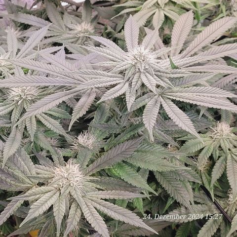 Lockdown Kush 2 Petra  growlog timeline photo