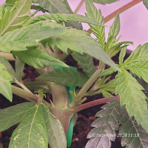 Lockdown Kloni growlog timeline photo