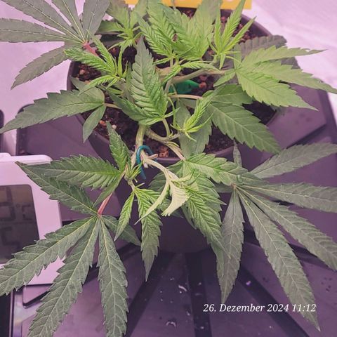 Lockdown Kloni growlog timeline photo
