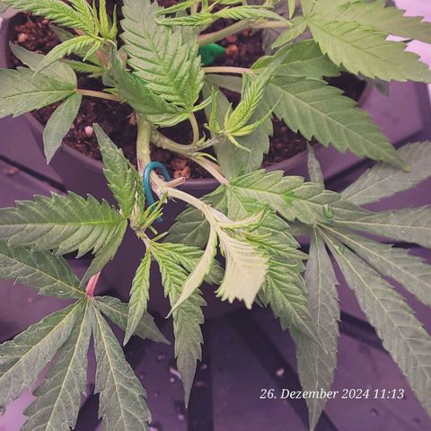 Lockdown Kloni growlog timeline photo