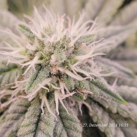 Lockdown Kush 2 Petra  growlog timeline photo