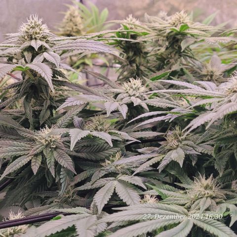 Lockdown Kush 2 Petra  growlog timeline photo