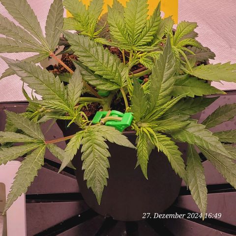 Lockdown Kloni growlog timeline photo