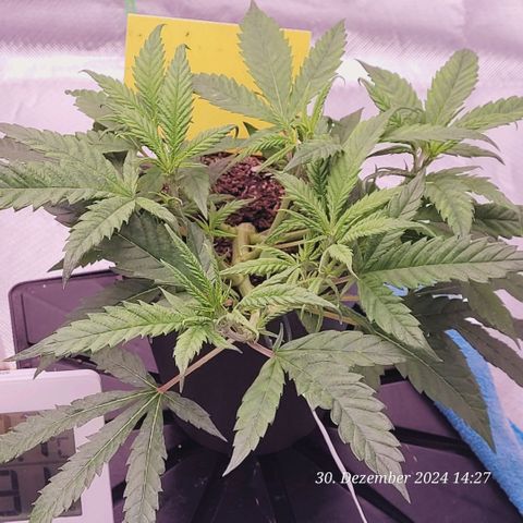 Lockdown Kloni growlog timeline photo
