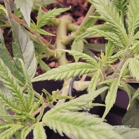 Lockdown Kloni growlog timeline photo