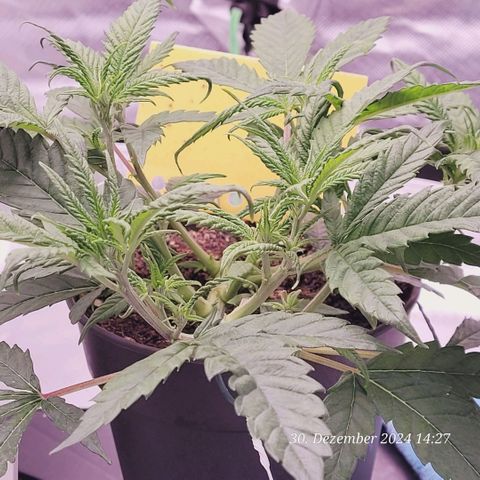Lockdown Kloni growlog timeline photo