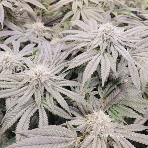 Lockdown Kush 2 Petra  growlog timeline photo