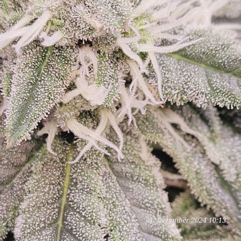 Lockdown Kush 2 Petra  growlog timeline photo