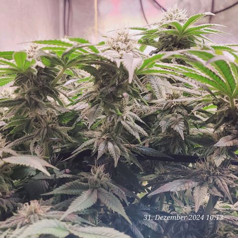 Lockdown Kush 2 Petra  growlog timeline photo
