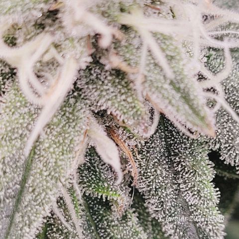 Lockdown Kush 2 Petra  growlog timeline photo