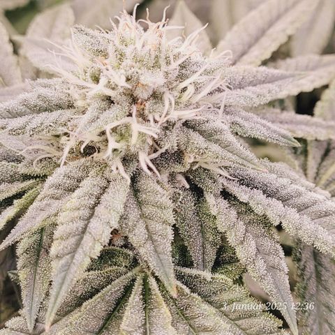 Lockdown Kush 2 Petra  growlog timeline photo
