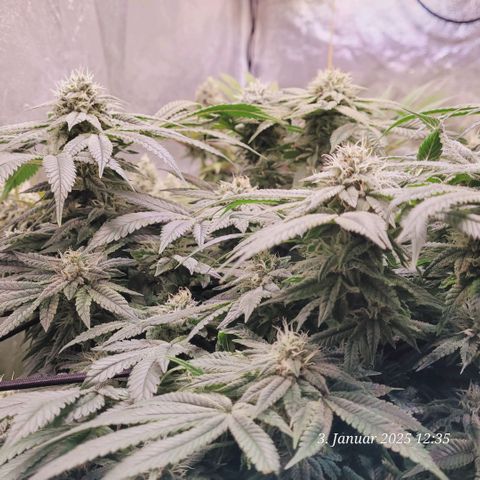 Lockdown Kush 2 Petra  growlog timeline photo