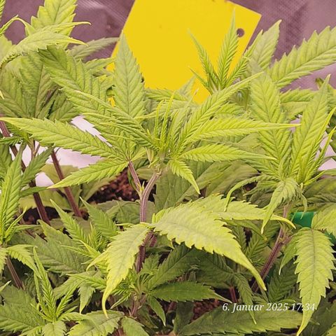 Lockdown Kloni growlog photo: Auch ihr ging es mehr schlecht statt Recht . War 14 Tage nicht in der Lage sie aus dem 1 l Topf zu nehmen . Jetzt im 9 l Topf living Soil geht es ihr von Tag zu Tag besser 