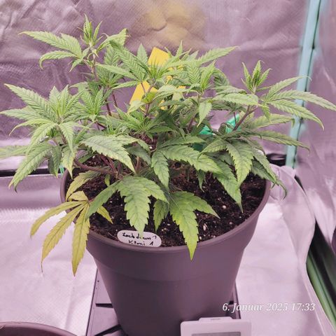 Lockdown Kloni growlog photo: Auch ihr ging es mehr schlecht statt Recht . War 14 Tage nicht in der Lage sie aus dem 1 l Topf zu nehmen . Jetzt im 9 l Topf living Soil geht es ihr von Tag zu Tag besser 