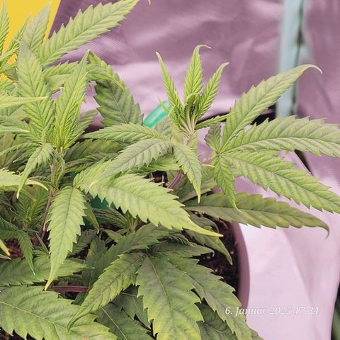 Lockdown Kloni growlog photo: Auch ihr ging es mehr schlecht statt Recht . War 14 Tage nicht in der Lage sie aus dem 1 l Topf zu nehmen . Jetzt im 9 l Topf living Soil geht es ihr von Tag zu Tag besser 