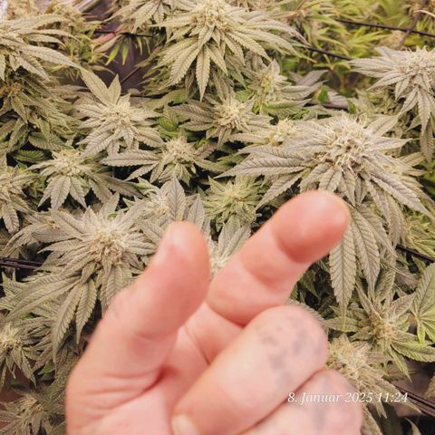 Lockdown Kush 2 Petra  growlog photo: Ein paar Blätter raus genommen u die Finger kleben u es duftet nach Zitronen