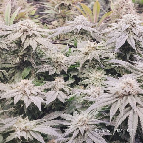 Lockdown Kush 2 Petra  growlog timeline photo
