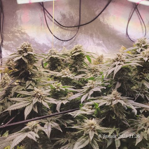 Lockdown Kush 2 Petra  growlog timeline photo