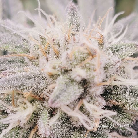 Lockdown Kush 2 Petra  growlog timeline photo