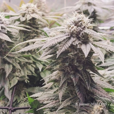 Lockdown Kush 2 Petra  growlog timeline photo