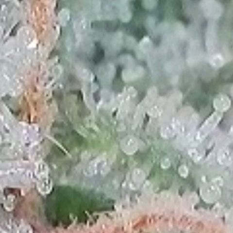 Lockdown Kush 2 Petra  growlog timeline photo