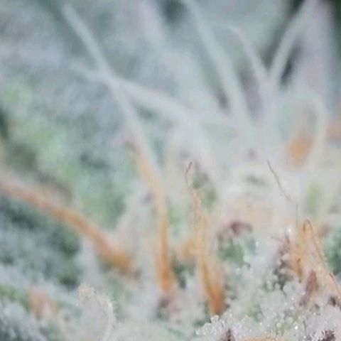 Lockdown Kush 2 Petra  growlog timeline photo