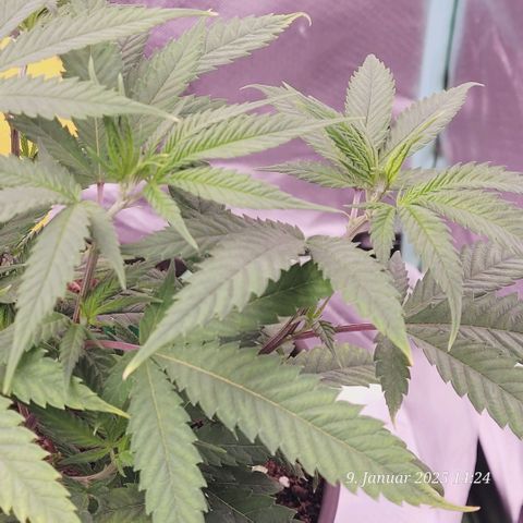 Lockdown Kloni growlog timeline photo