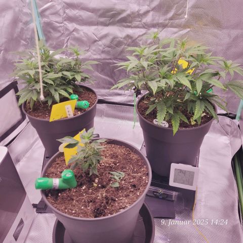 Lockdown Kloni growlog timeline photo