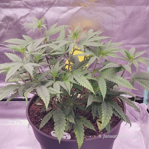Lockdown Kloni growlog timeline photo