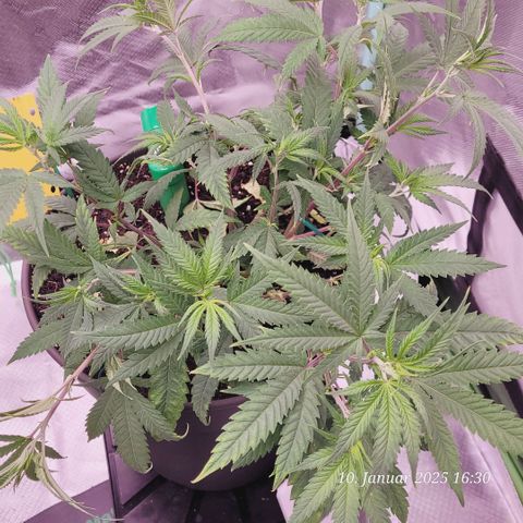 Lockdown Kloni growlog timeline photo