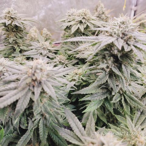 Lockdown Kush 2 Petra  growlog timeline photo