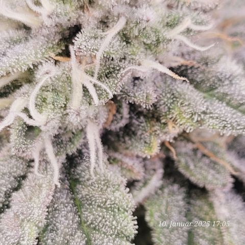 Lockdown Kush 2 Petra  growlog timeline photo