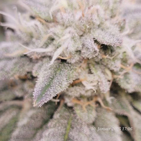 Lockdown Kush 2 Petra  growlog timeline photo