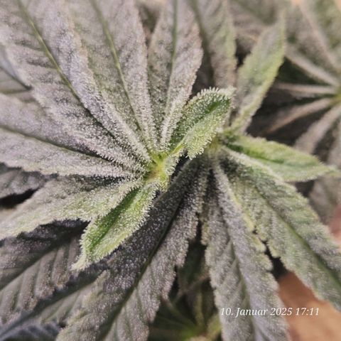 Lockdown Kush 2 Petra  growlog photo: Blätter voll Trichome