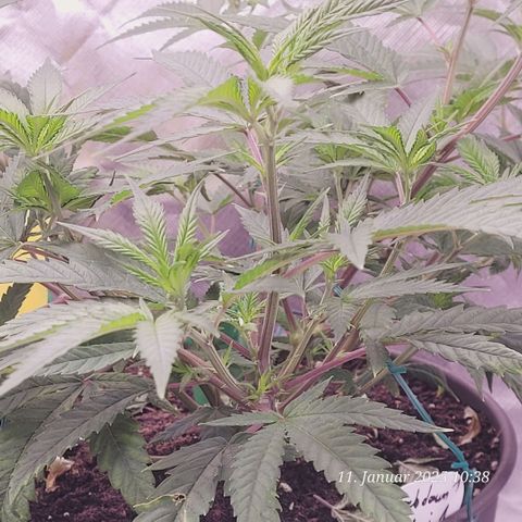 Lockdown Kloni growlog photo: Das ist der Beweis !
Sie kommt zurück rast in die Höhe . Das Leiden hat ein Ende