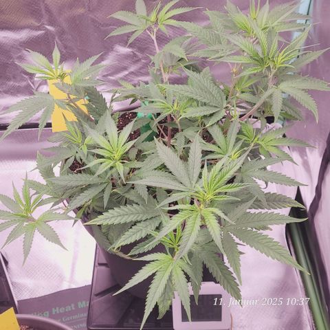 Lockdown Kloni growlog photo: Das ist der Beweis !
Sie kommt zurück rast in die Höhe . Das Leiden hat ein Ende