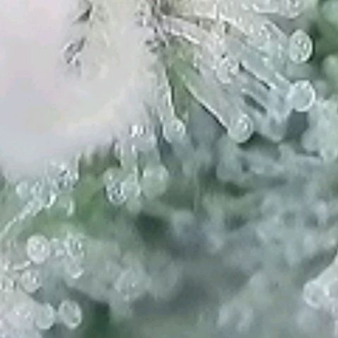 Lockdown Kush 2 Petra  growlog timeline photo
