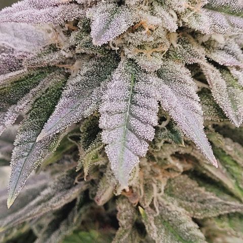 Lockdown Kush 2 Petra  growlog timeline photo