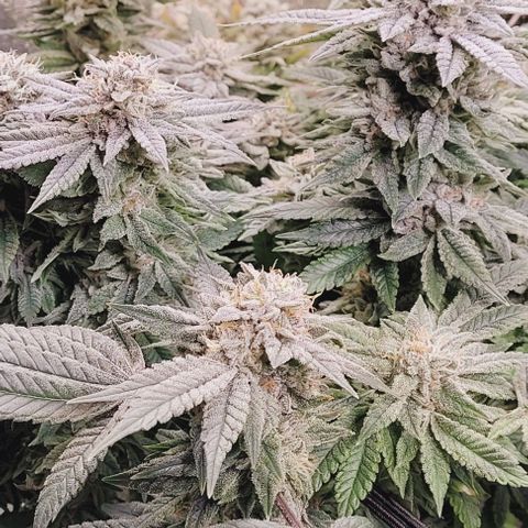 Lockdown Kush 2 Petra  growlog timeline photo