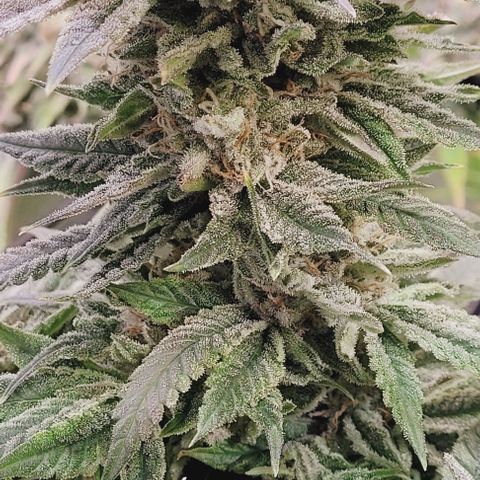 Lockdown Kush 2 Petra  growlog timeline photo