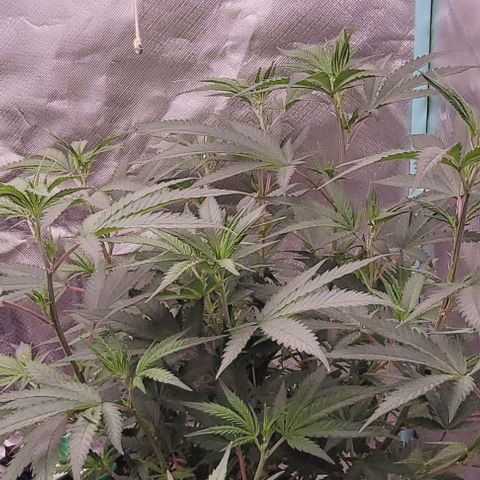 Lockdown Kloni growlog photo: Das wurde nun aus ihr mittlerweile